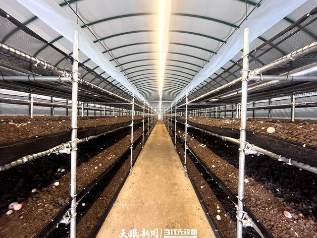 【學(xué)報告 抓落實】織金縣金蓀生物科技有限責(zé)任公司負(fù)責(zé)人李曉江：用科技創(chuàng)新助推農(nóng)業(yè)現(xiàn)代化