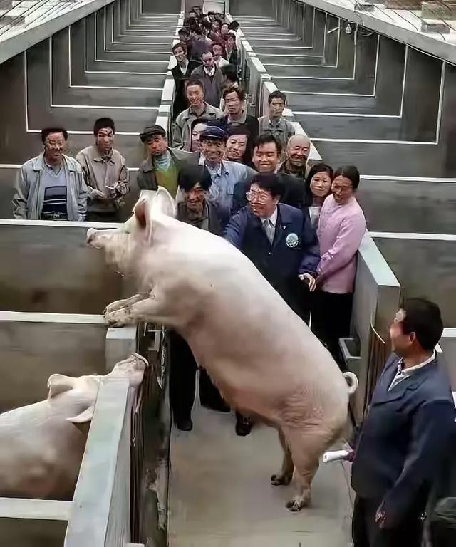 科研項(xiàng)目引發(fā)公眾質(zhì)疑：華中農(nóng)大“大科學(xué)實(shí)驗(yàn)”背后的疑云（華中農(nóng)大重點(diǎn)實(shí)驗(yàn)室）
